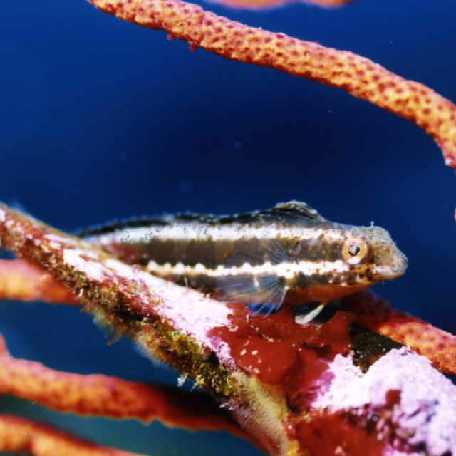 Petroscirtes breviceps